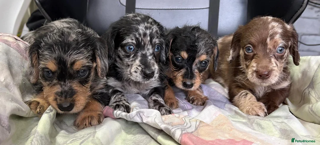 Mixed Breed dogs for sale: DOXIEPOO HEALTH TESTED PARENTS  - Advert 1