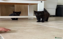 British Shorthair cats for sale: 3 adorable little black kittens - Image 3