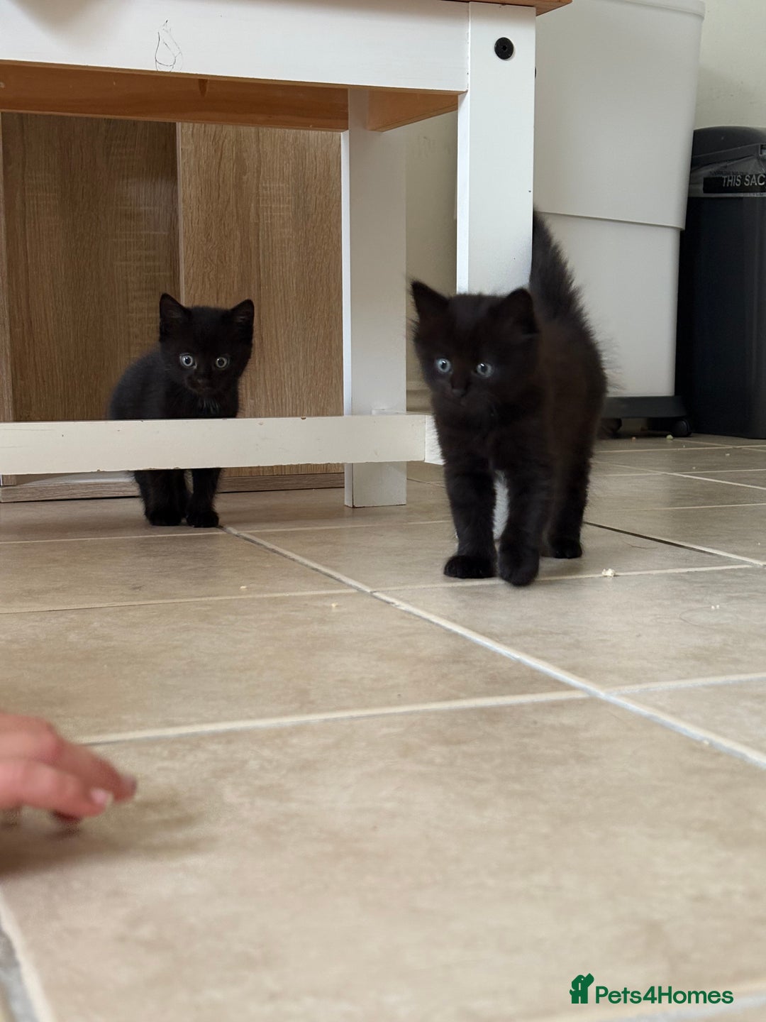 British Shorthair cats for sale: 3 adorable little black kittens - Image 3