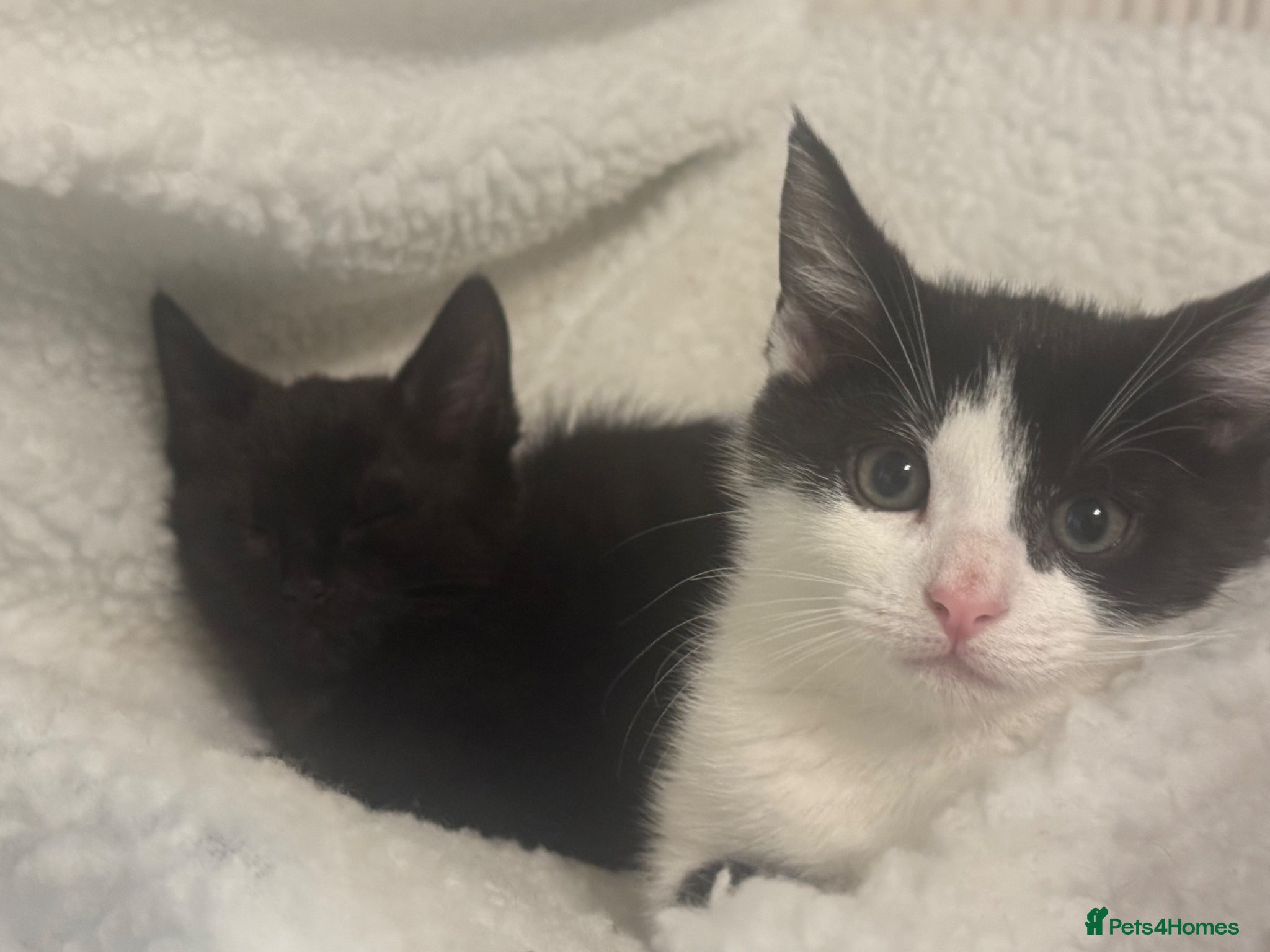 Mixed Breed cats for sale: 4 kittens For sale | £30 read description please  in Bolton - Advert 3