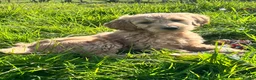Goldendoodle dogs for sale: Stunning Goldendoodle Puppies - Advert 1