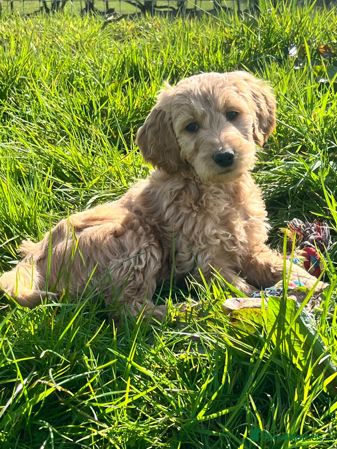 Goldendoodle dogs for sale: Stunning Goldendoodle Puppies - Advert 1