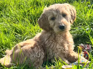 Goldendoodle dogs Stunning Goldendoodle Puppies - Advert 2