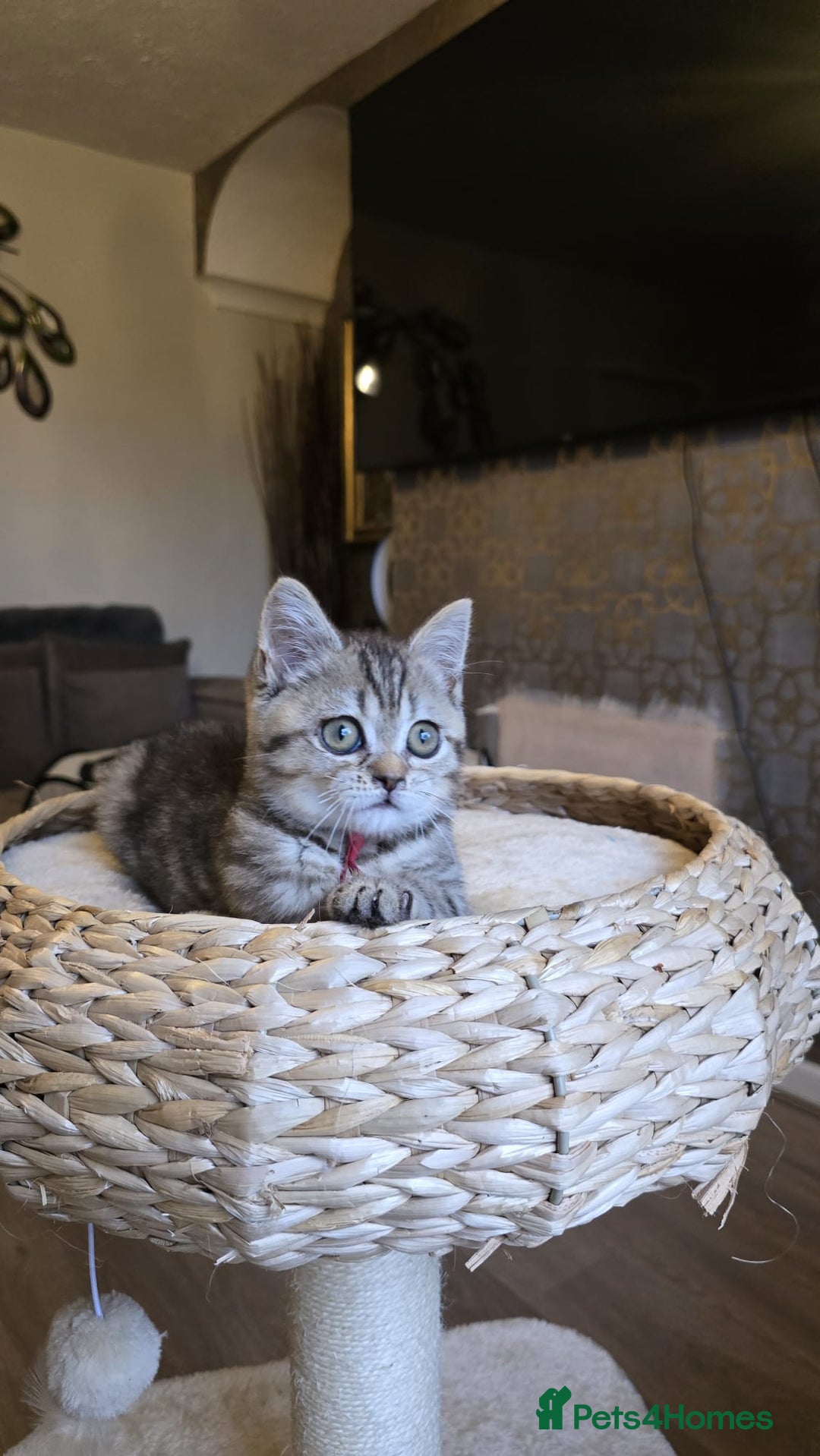 British Shorthair cats for sale: 3 Beautiful kittens available - Advert 11