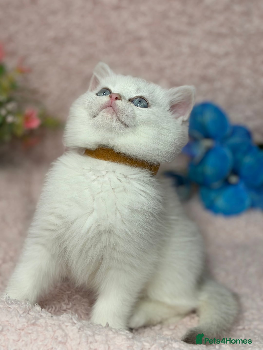 British Shorthair cats for sale: British shh golden, silver  GCCF kittens  - Advert 2