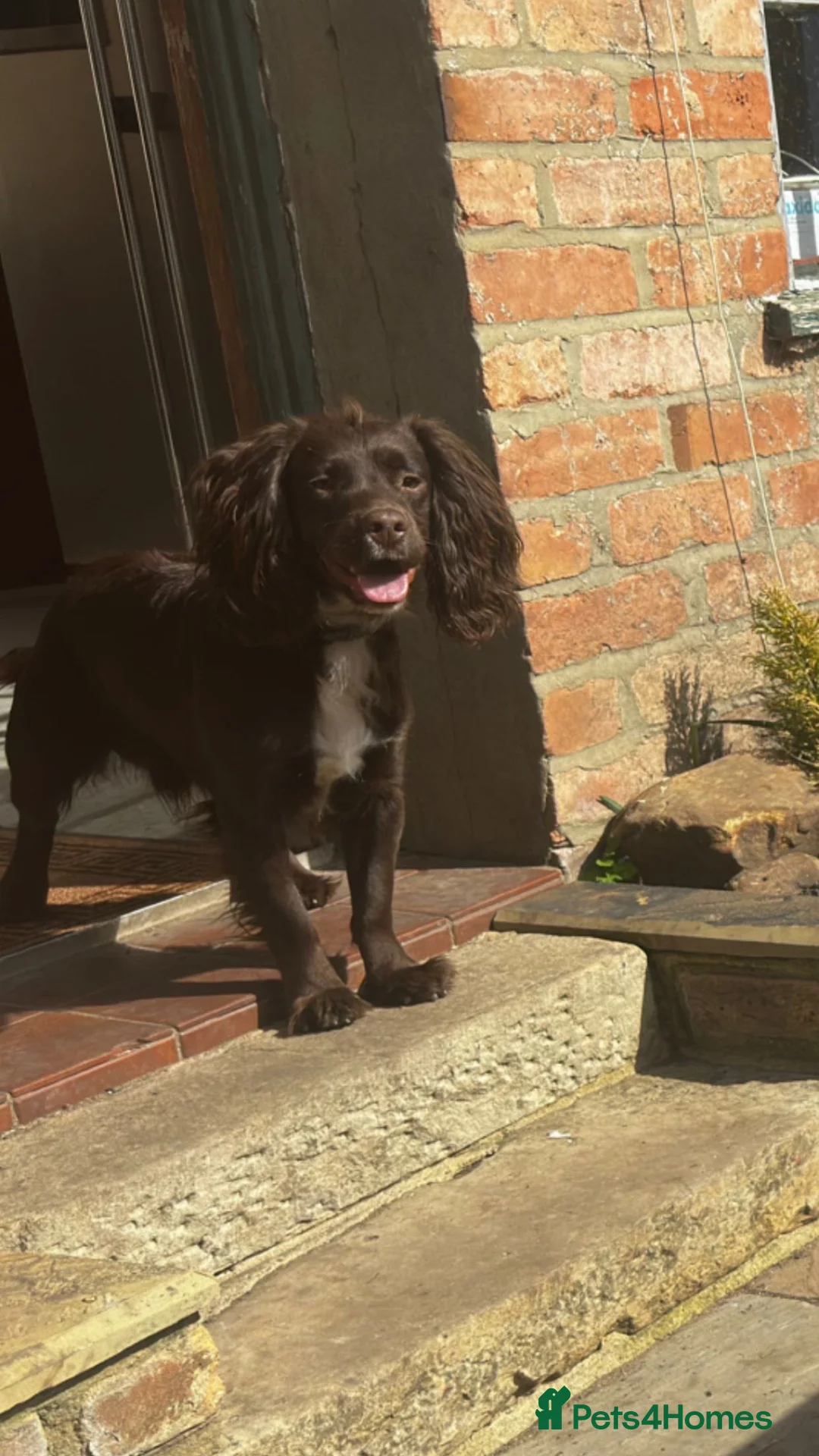 Cocker Spaniel dogs for stud: KC - Chocolate Cocker Spaniel for stud. - Advert 2