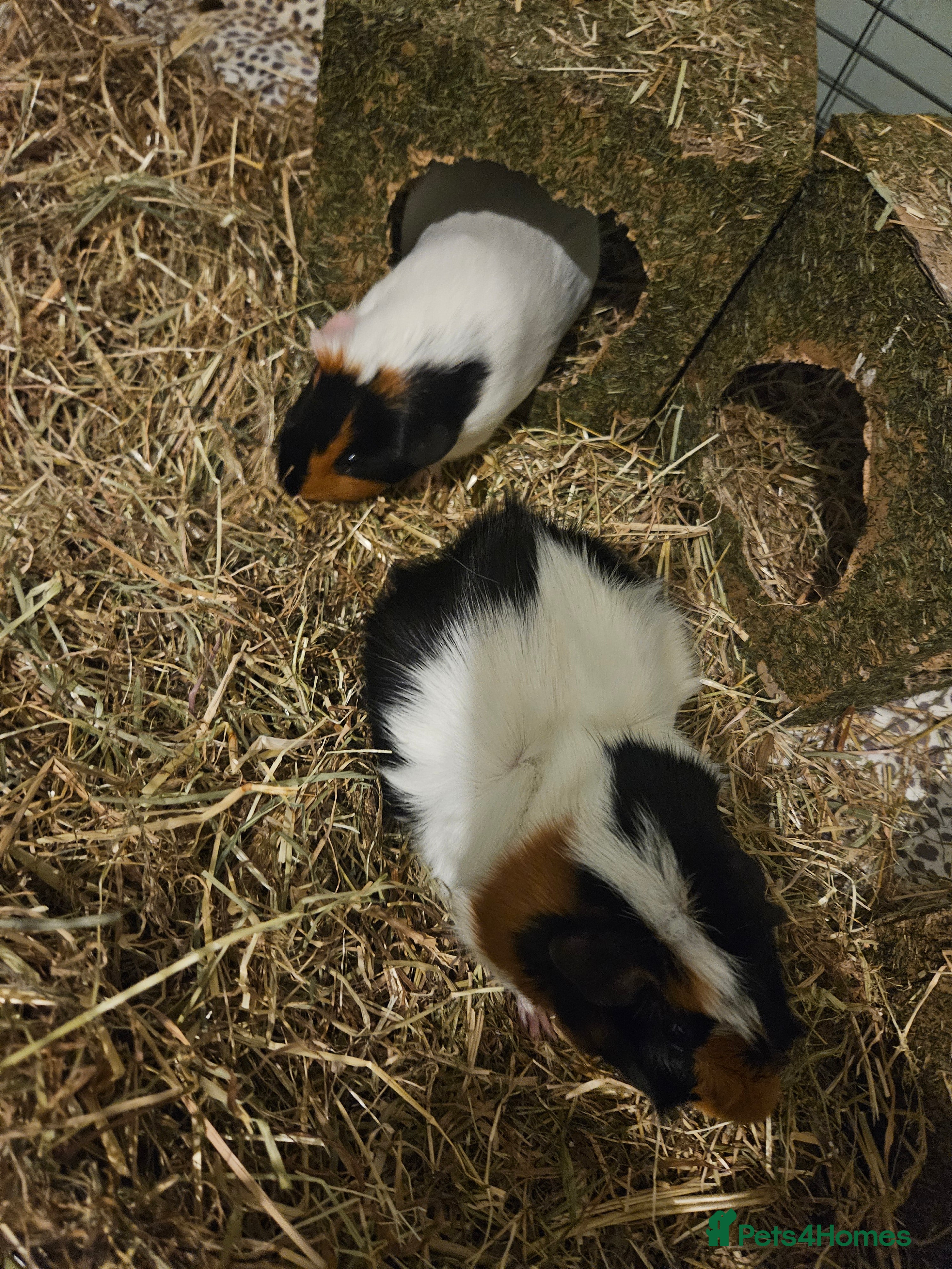 Guinea Pig rodents 2 male Guinea Pigs - Advert 1