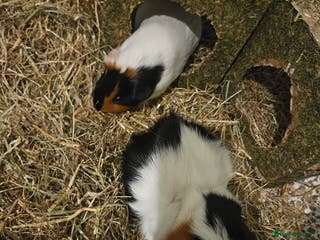 Guinea Pig rodents 2 male Guinea Pigs - Advert 12