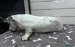 Miniature Dachshund dogs for sale: KC Miniature Smooth Dachshund  - Image 3