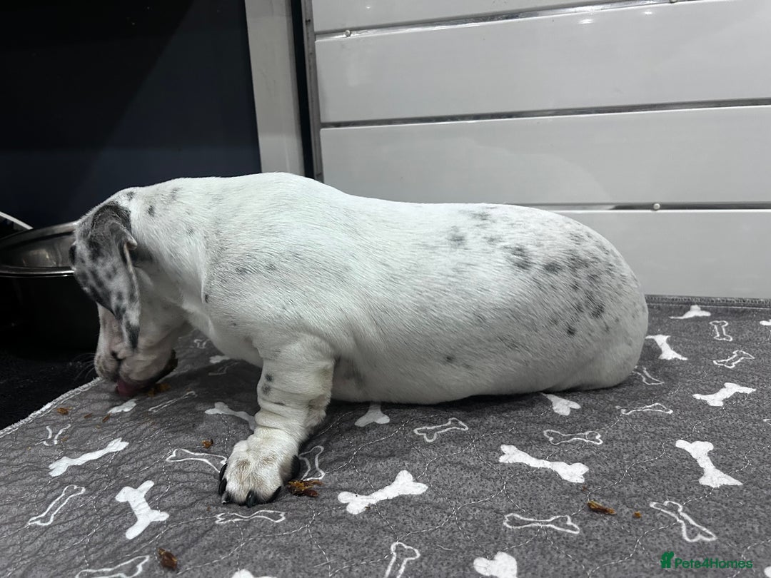 Miniature Dachshund dogs for sale: KC Miniature Smooth Dachshund  - Image 3