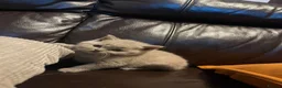British Shorthair cats for sale: Beautiful British Shorthaired kittens - Advert 11