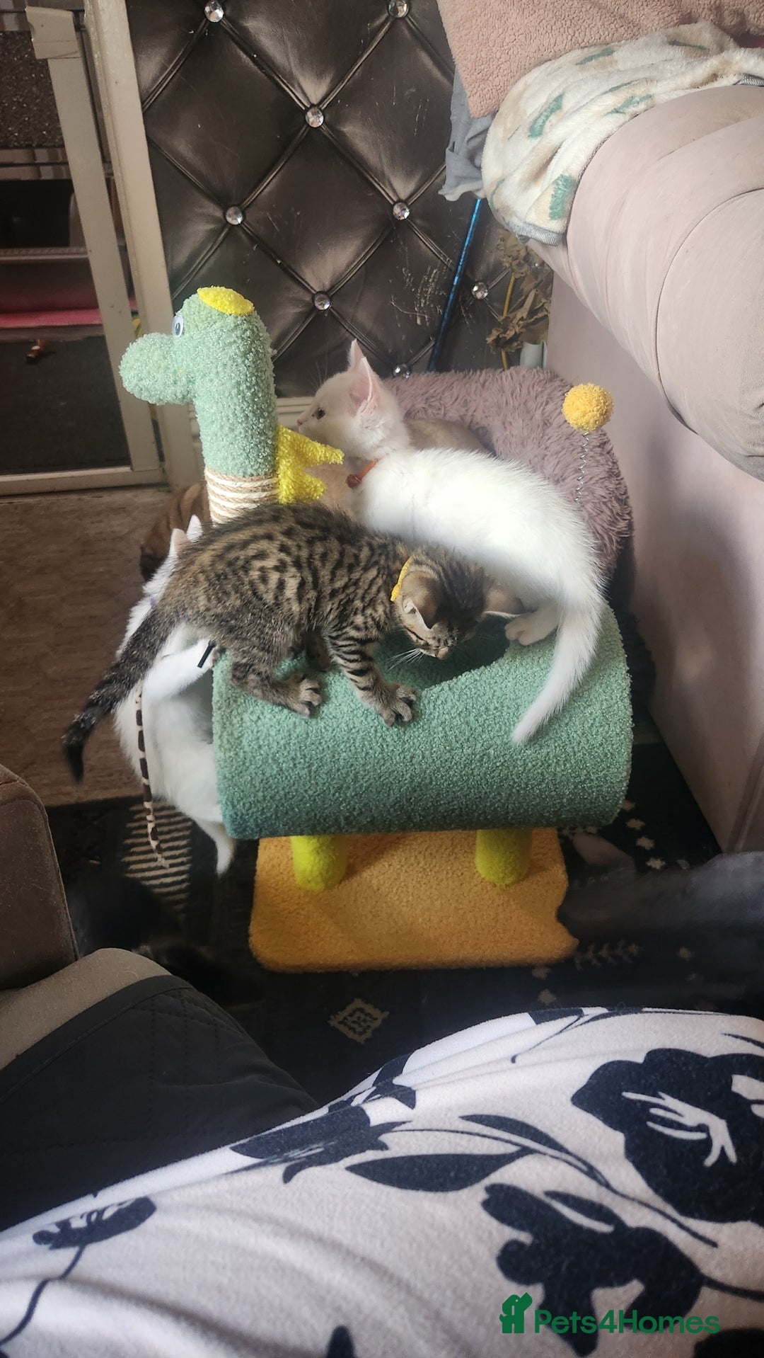 Turkish Angora cats for sale: Turkish angora cross Bengal  - Image 5