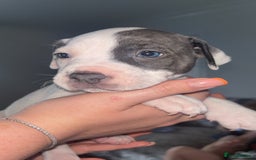 Staffordshire Bull Terrier dogs for sale: Staffordshire bull terriers  - Image 20
