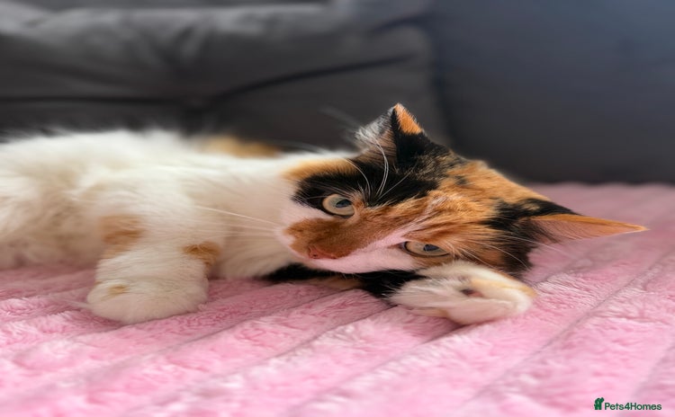 Mixed Breed cats Domestic long haired female cat  - Advert 4