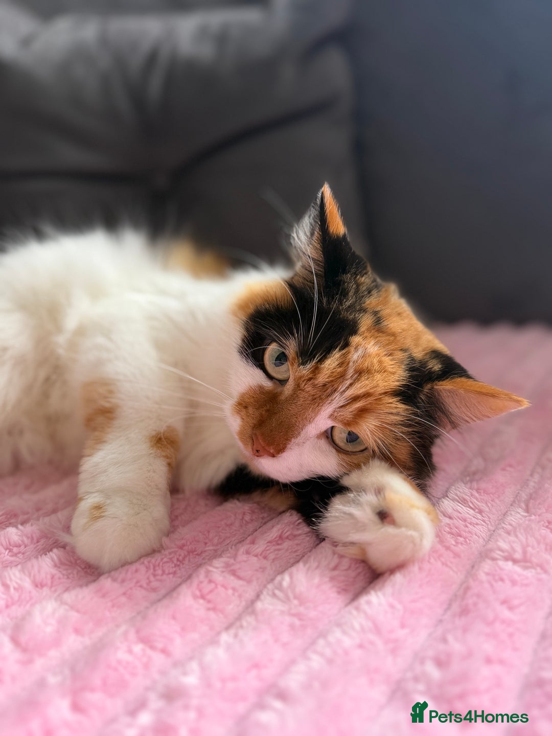 Mixed Breed cats for sale: Domestic long haired female cat  - Advert 1