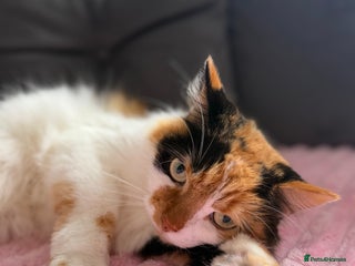 Mixed Breed cats Domestic long haired female cat - Advert 2