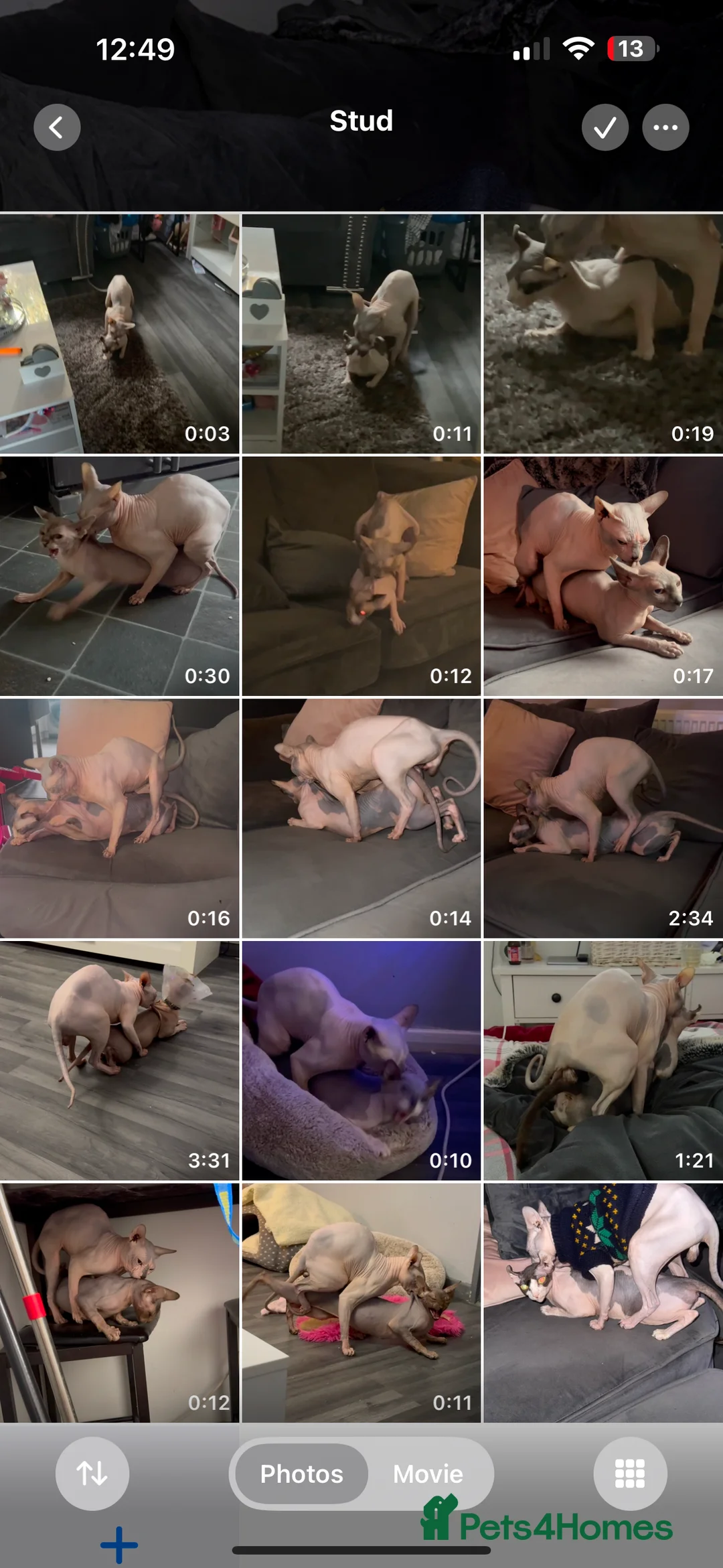 Sphynx cats for stud: Sphynx boy stud, in Wirral - Advert 11