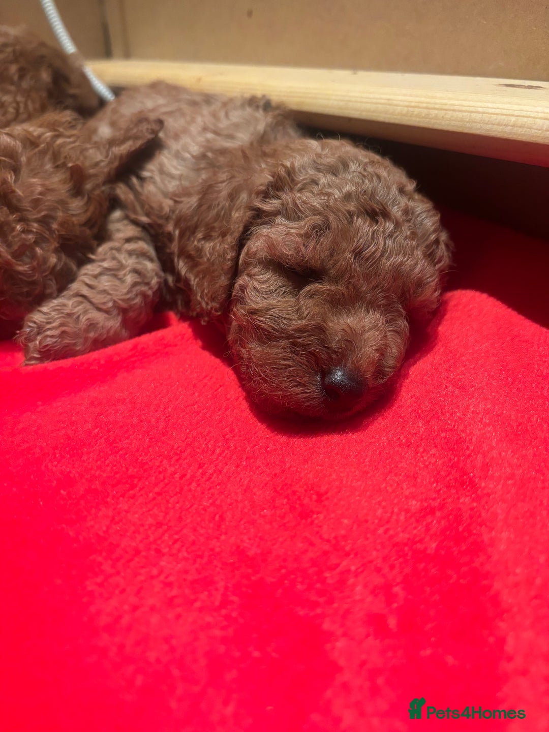 Miniature Poodle dogs for sale: KC Registered red miniature poodles  - Advert 11