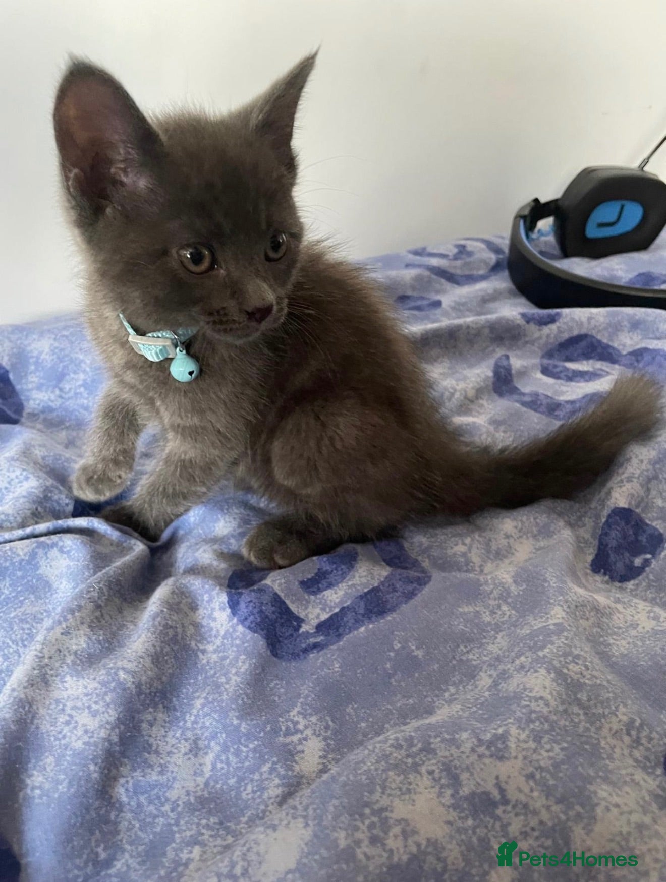 Mixed Breed cats Beautiful male solid grey kitten  - Advert 10