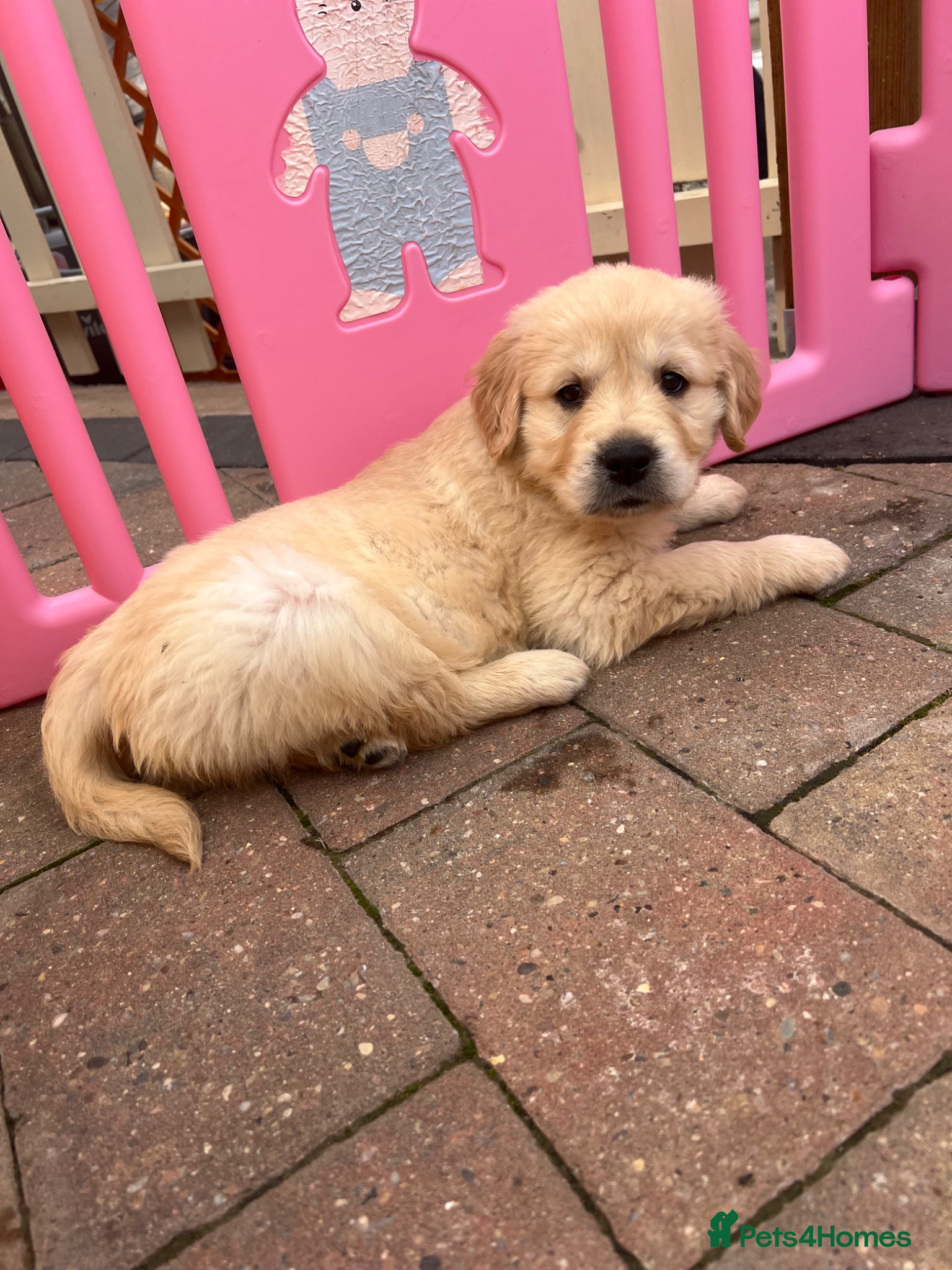 Golden Retriever dogs READY NOW! QUALITY KC REG CHUNKY GOLDEN RETRIEVERS - Advert 10