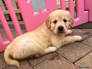 Golden Retriever dogs READY NOW! QUALITY KC REG CHUNKY GOLDEN RETRIEVERS - Advert 10