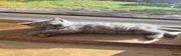 Scottish Fold cats for sale: Kittens Scottish straight blue boy and girl in Nottingham - Advert 7