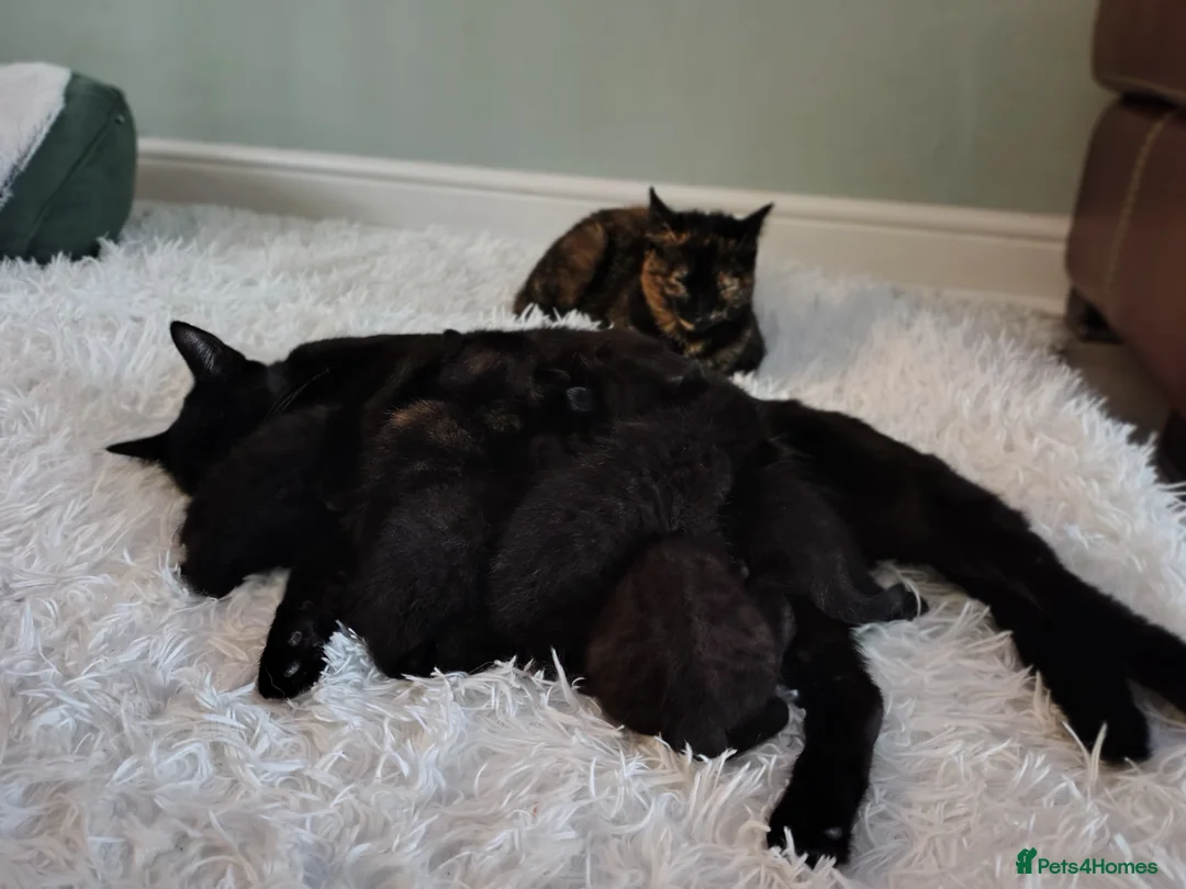Mixed Breed cats for sale: Kittens  in Liverpool - Advert 2