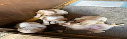 Sprocker dogs for sale: 4 sprocker pups. Roan coloured in Montgomery - Advert 1