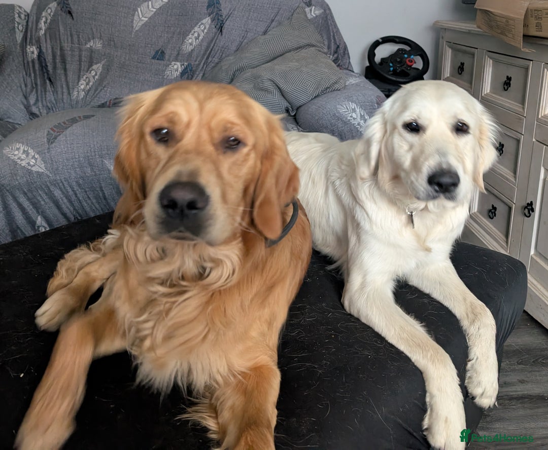 Golden Retriever dogs for stud: kC health check hip check proven - Image 2