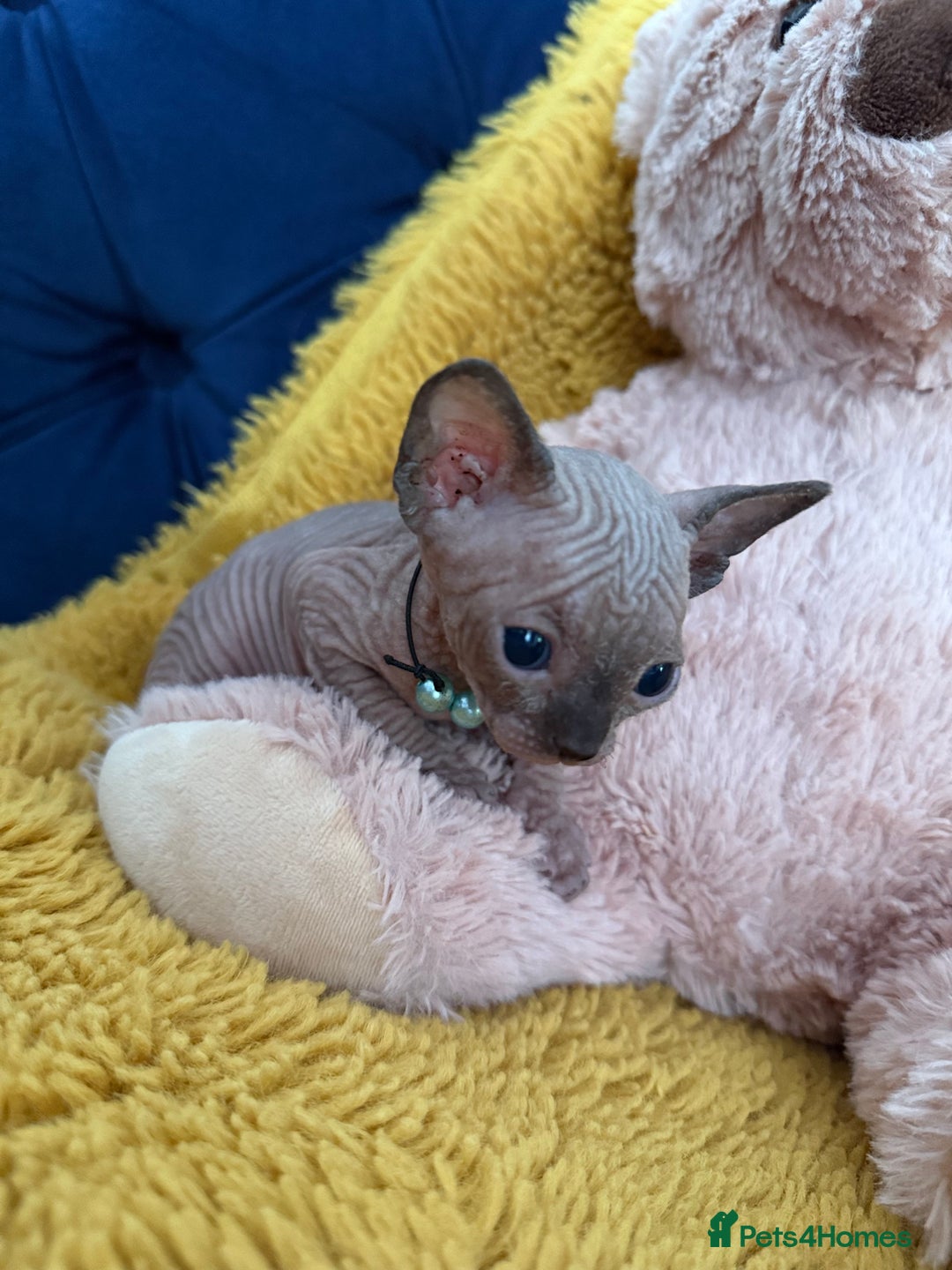 Sphynx cats for sale: TICA Adorable Kittens❤️Parents HCM Clear  - Image 10