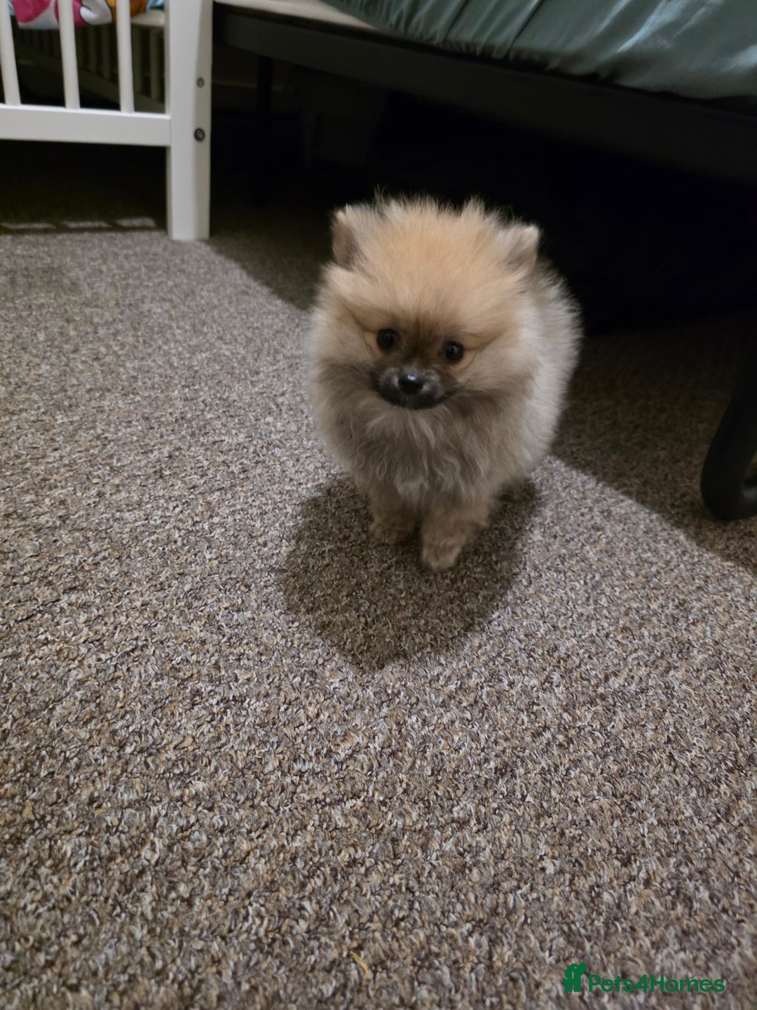 Pomeranian dogs for sale: Pomeranian - Advert 7