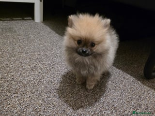 Pomeranian dogs Pomeranian - Advert 1