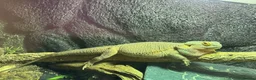 Bearded Dragon reptiles for sale: Male Bearded Dragon - Advert 2