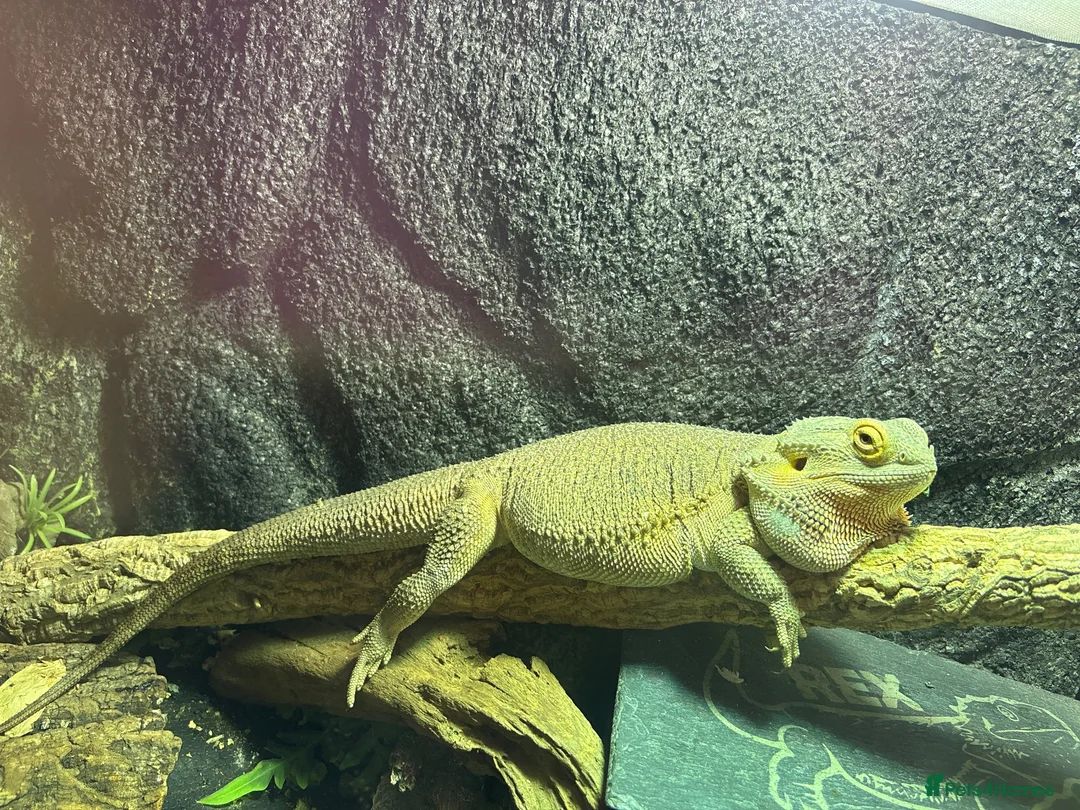 Bearded Dragon reptiles for sale: Male Bearded Dragon - Advert 2