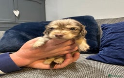 Dachshund dogs for sale: Longhaired miniature daschunds for sale - Image 17