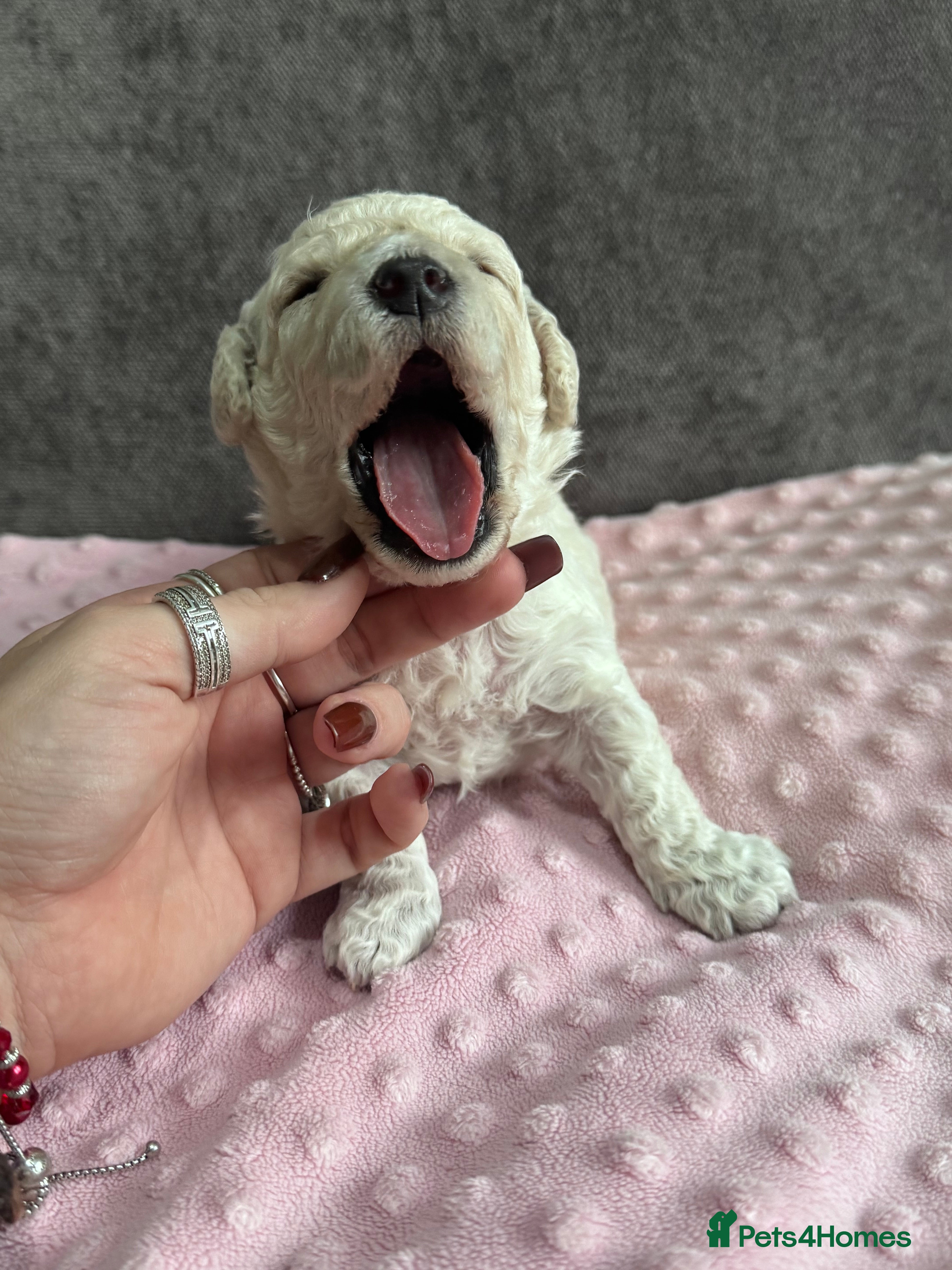 Poochon dogs RARE cream Poochon puppies  - Advert 13