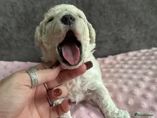 Poochon dogs RARE cream Poochon puppies - Advert 13