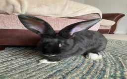 Continental Giant rabbits for sale: Continental giant rabbits  - Image 11