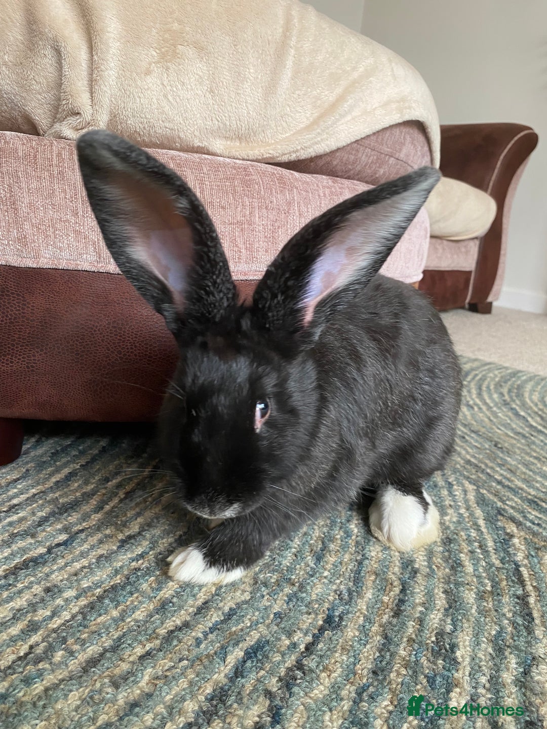 Continental Giant rabbits for sale: Continental giant rabbits  - Image 11
