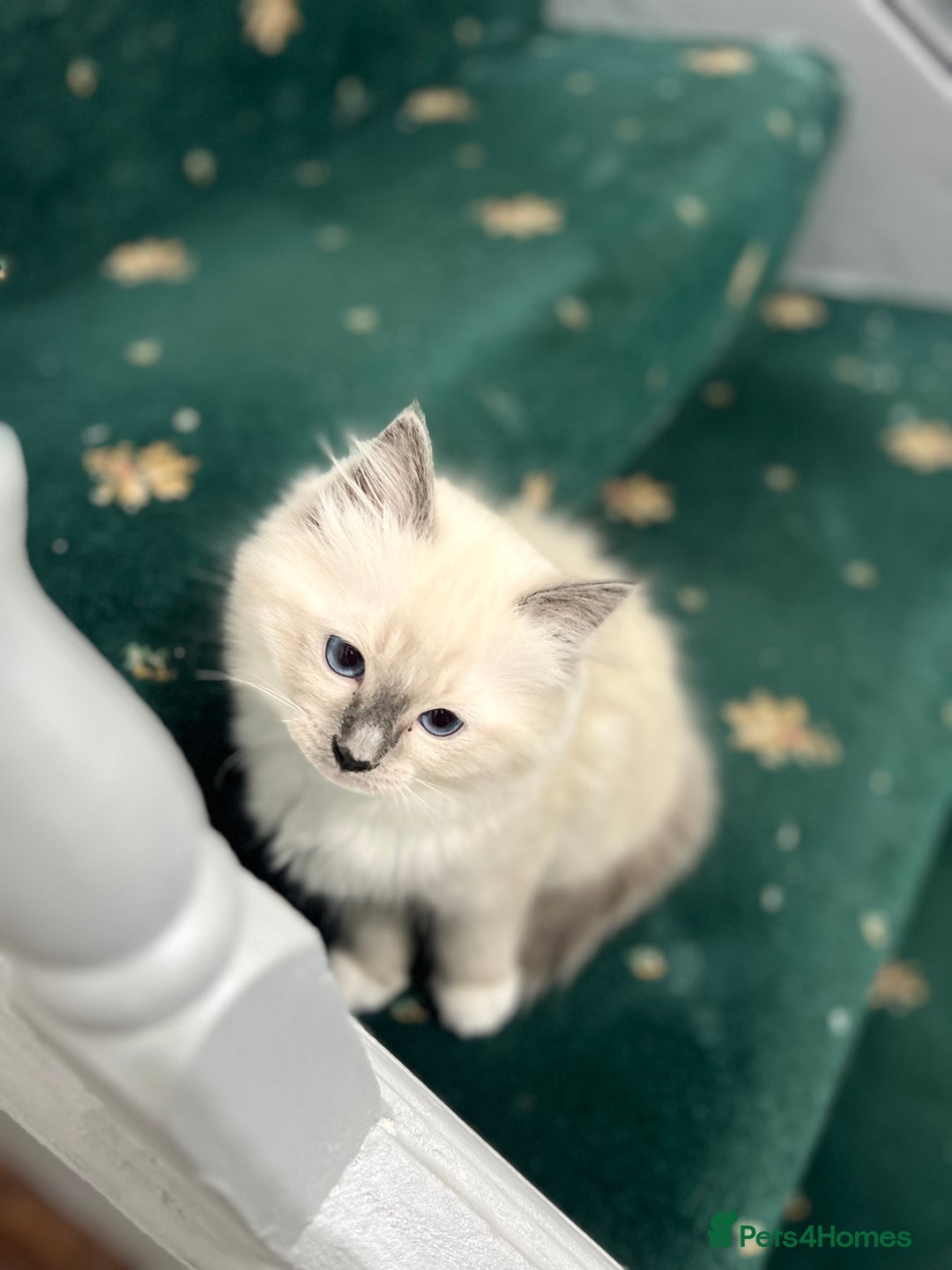 Ragdoll cats for sale: Chocolate bio Ragdoll - Image 4
