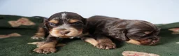 Cocker Spaniel dogs for sale: Exceptionally well health tested Kc show cockers - Advert 20