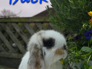 Mini Lop rabbits Beautiful mini lops girls and boys - Advert 6