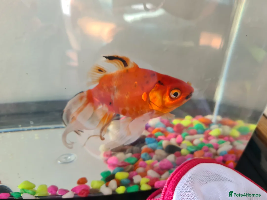 Goldfish fish for sale: Goldfish for Sale 🐠 in Maidstone - Advert 8