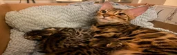Bengal cats for sale:  Stunning Bengal kittens - Advert 3