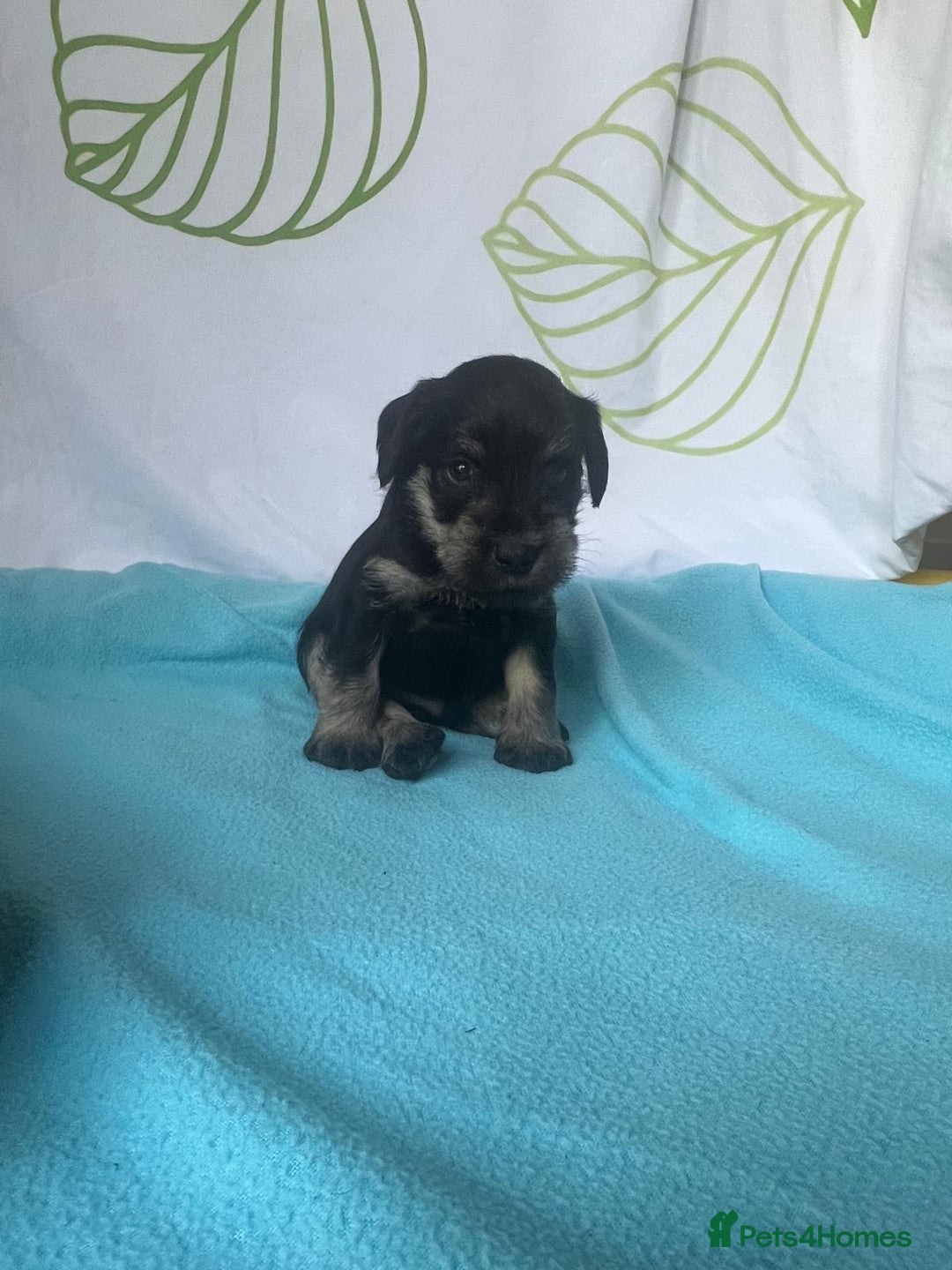 Miniature Schnauzer dogs for sale: Miniature Schnauzer Puppies - Image 7