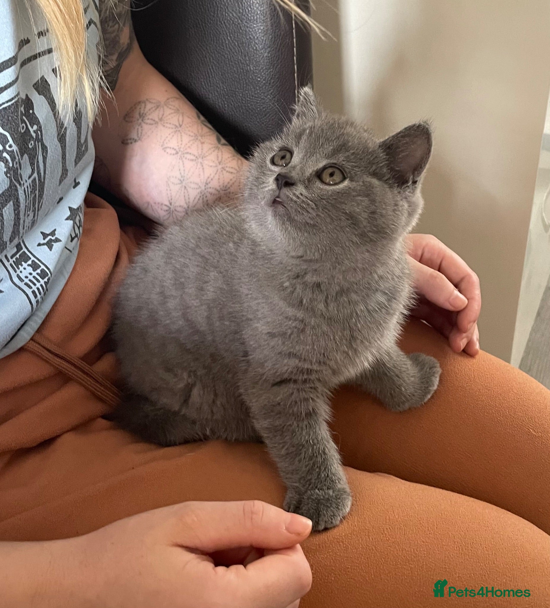 British Shorthair cats Gccf registered  - Advert 2