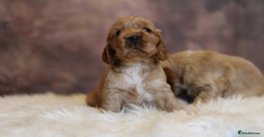 Cocker Spaniel dogs - Advert 3
