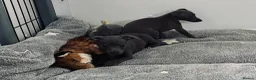 Italian Greyhound dogs for sale: BEAUTIFUL ITALIAN GREYHOUND PUPPIES  - Advert 2