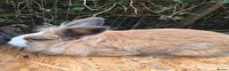 Lionhead rabbits for sale: 2 young lionheads does for sale £40 each  in Manchester - Advert 10