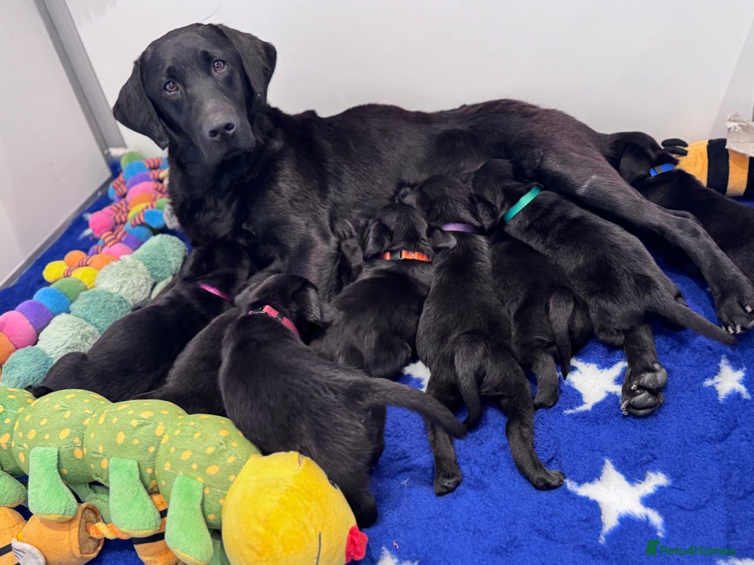 Labrador Retriever dogs for sale: Gorgeous KC Registered Labrador Retriever Puppies - Image 28